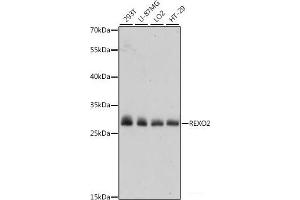 Western blot analysis of extracts of various cell lines using REXO2 Polyclonal Antibody at dilution of 1:1000. (REXO2 Antikörper)
