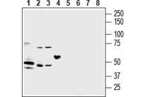 Western blot analysis of mouse heart lysate (lanes 1 and 5), mouse brain lysate (lanes 2 and 6), rat brain lysate (lanes 3 and 7) and rat lung lysate (lanes 4 and 8): - 1-4. (P2Y2 Receptor Antikörper  (C-Term, Extracellular))