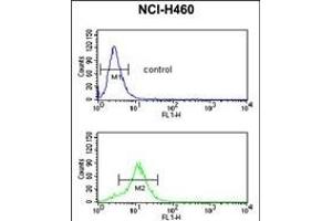 GDHS Antibody (Center) 8610c flow cytometric analysis of NCI- cells (bottom histogram) compared to a negative control cell (top histogram). (GAPDHS Antikörper  (AA 104-134))