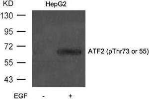 Western blot analysis of extracts from HepG2 cells untreated or treated with EGF using ATF2(Phospho-Thr71 or 53) Antibody.