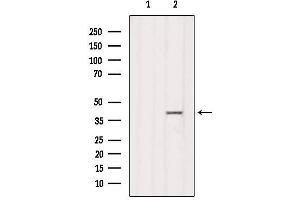 Western blot analysis of extracts from COS-7, using RFC4 Antibody. (RFC4 Antikörper)