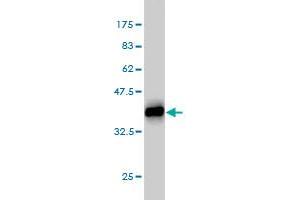 Western Blot detection against Immunogen (35. (PCYT1A Antikörper  (AA 2-90))