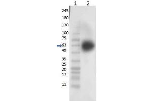 Western Blot of Rabbit Anti-KLF4 Antibody - Western Blot of Rabbit Anti-KLF4 Antibody. (KLF4 Antikörper  (N-Term))