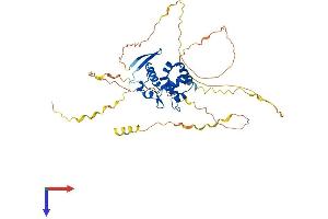ARID3C Protein (AA 1-412) (His tag)