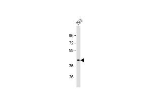 Anti-GIPC2 Antibody (C-term) at 1:1000 dilution + 293 whole cell lysate Lysates/proteins at 20 μg per lane. (GIPC2 Antikörper  (C-Term))