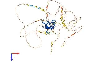 FOXC2 Protein (AA 1-494) (His tag)