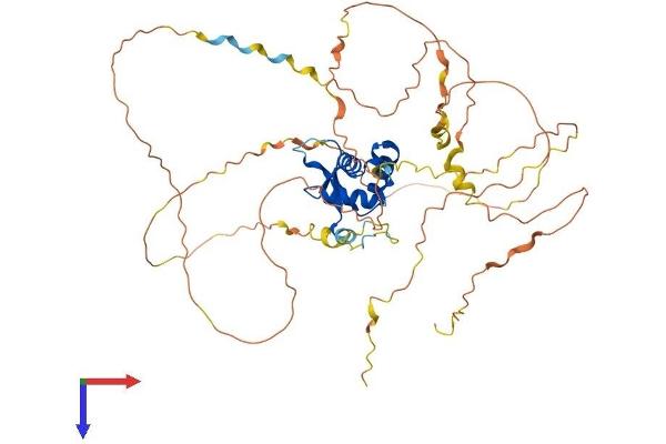 FOXC2 Protein (AA 1-494) (His tag)
