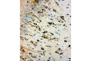 Anti-muscarinic Acetylcholine Receptor 1 antibody, IHC(P) IHC(P): Rat Brain Tissue (CHRM1 Antikörper  (C-Term))