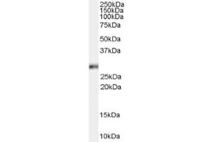 Image no. 1 for anti-Homeobox B13 (HOXB13) (C-Term) antibody (ABIN374750) (HOXB13 Antikörper  (C-Term))