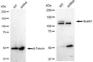 Western blotting analysis using BubR1 antibody (ABIN7797805). (Rekombinanter BUB1B Antikörper)