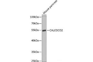 Western blot analysis of extracts of Mouse pancreas using CALCOCO2 Polyclonal Antibody at dilution of 1:1000. (CALCOCO2 Antikörper)