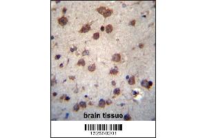 PHAX Antibody immunohistochemistry analysis in formalin fixed and paraffin embedded human brain tissue followed by peroxidase conjugation of the secondary antibody and DAB staining. (PHAX Antikörper  (C-Term))