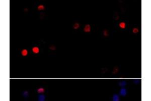 Immunofluorescence analysis of 293T cells using CCNG1 Polyclonal Antibody at dilution of 1:100 (40x lens). (Cyclin G1 Antikörper)