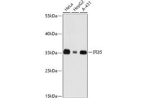 Western blot analysis of extracts of various cell lines, using IFI35 antibody (ABIN7267962) at 1:1000 dilution. (IFI35 Antikörper  (AA 1-288))