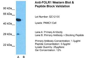 Host:  Rabbit  Target Name:  FOLR1  Sample Type:  PANC1 Whole Cell  Lane A:  Primary Antibody  Lane B:  Primary Antibody + Blocking Peptide  Primary Antibody Concentration:  1ug/ml  Peptide Concentration:  5ug/ml  Lysate Quantity:  25ug/lane/Lane  Gel Concentration:  0. (FOLR1 Antikörper  (Middle Region))