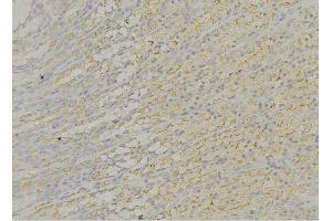 ABIN6276611 at 1/100 staining Human gastric tissue by IHC-P. (DCI Antikörper  (N-Term))