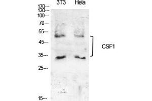 Western Blot analysis of NIH-3T3, hela cells using M-CSF Polyclonal Antibody.