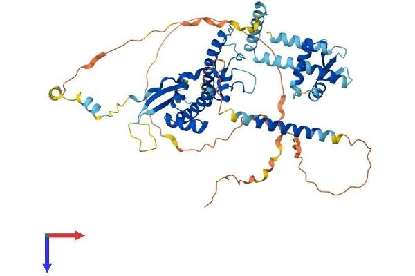 CDT1 Protein (AA 1-546) (His tag)