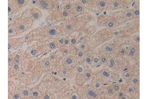DAB staining on IHC-P; Samples: Human Liver Tissue (PROK2 Antikörper  (AA 30-128))