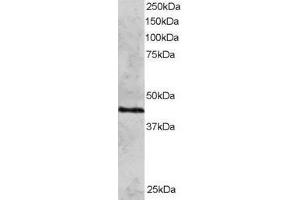 Western Blotting (WB) image for DNA Repair Protein RAD51 Homolog 3 (RAD51C) peptide (ABIN370421) (DNA Repair Protein RAD51 Homolog 3 (RAD51C) Peptid)