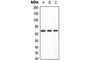 Western blot analysis of PPP2R1B expression in HeLa (A), Raw264.