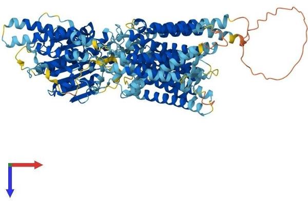 PIGG Protein (AA 1-983) (His tag)