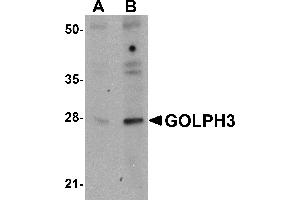 Western blot analysis of GOLPH3 in rat lung tissue lysate with GOLPH3 antibody at (A) 0. (GOLPH3 Antikörper  (N-Term))