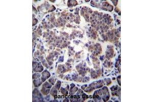 TBL2 Antibody (N-term) immunohistochemistry analysis in formalin fixed and paraffin embedded human pancreas tissue followed by peroxidase conjugation of the secondary antibody and DAB staining. (TBL2 Antikörper  (N-Term))