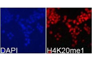 Immunofluorescence analysis of 293T cell usingH4K20me1 antibody.