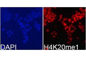 Immunofluorescence analysis of 293T cell usingH4K20me1 antibody. (Histone H4 Antikörper  (meLys20))