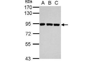 Western Blotting (WB) image for anti-Plasminogen (PLG) antibody (ABIN2855505)