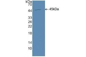 Detection of Recombinant AQP4, Human using Polyclonal Antibody to Aquaporin 4 (AQP4) (Aquaporin 4 Antikörper  (AA 178-317))