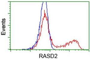 HEK293T cells transfected with either RC201454 overexpress plasmid (Red) or empty vector control plasmid (Blue) were immunostained by anti-RASD2 antibody (ABIN2453960), and then analyzed by flow cytometry. (RASD2 Antikörper)