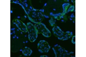 IF analysis of HSD11B2 using anti-HSD11B2 antibody (ABIN3043846). (HSD11B2 Antikörper  (C-Term))