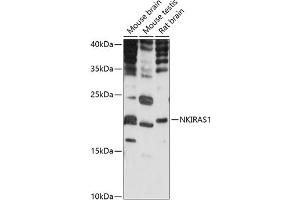 NKIRAS1 Antikörper  (AA 118-192)
