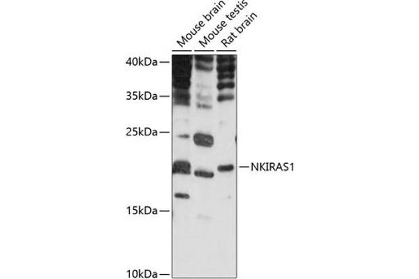 NKIRAS1 Antikörper  (AA 118-192)