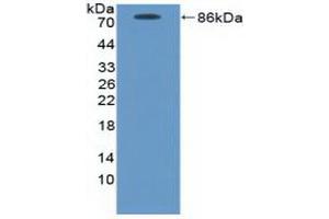 Detection of Recombinant ICAM1, Canine using Polyclonal Antibody to Intercellular Adhesion Molecule 1 (ICAM1) (ICAM1 Antikörper  (AA 25-531))