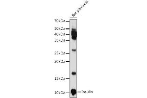 Western blot analysis of extracts of Rat pancreas, using Insulin antibody (ABIN3022884, ABIN3022885, ABIN3022886 and ABIN6219279) at 1:1000 dilution. (Insulin Antikörper  (AA 1-110))