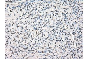 Immunohistochemical staining of paraffin-embedded pancreas tissue using anti-LTA4Hmouse monoclonal antibody. (LTA4H Antikörper)