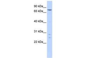 Image no. 1 for anti-Kelch-Like 4 (KLHL4) (AA 35-84) antibody (ABIN6740599) (Kelch-Like 4 Antikörper  (AA 35-84))