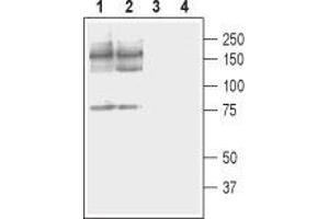 Western blot analysis of rat (lanes 1 and 3) and mouse (lanes 2 and 4) brain membranes: - 1,2. (ATP2B2 Antikörper  (2nd Cytoplasmic Loop))