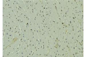 ABIN6277646 at 1/100 staining Mouse muscle tissue by IHC-P. (SH2B1 Antikörper  (Internal Region))