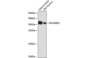 Western blot analysis of extracts of various cell lines using RNASEH1 Polyclonal Antibody at dilution of 1:1000. (Ribonuclease H1 Antikörper)