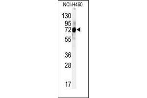 Western blot analysis of anti-CUL5 Antibody (C-term) in Hela cell line lysates (35ug/lane). (Cullin 5 Antikörper  (C-Term))