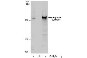 IP Image Immunoprecipitation of Fatty Acid Synthase protein from HeLa whole cell extracts using 5 μg of Fatty Acid Synthase antibody [N1N2], N-term, Western blot analysis was performed using Fatty Acid Synthase antibody [N1N2], N-term, EasyBlot anti-Rabbit IgG  was used as a secondary reagent. (Fatty Acid Synthase Antikörper  (N-Term))