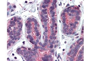 Anti-RHOA antibody IHC of human breast. (RHOA Antikörper  (AA 1-194))