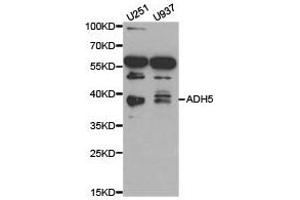 Western Blotting (WB) image for anti-Alcohol Dehydrogenase 5 (Class III), chi Polypeptide (ADH5) antibody (ABIN1870820) (ADH5 Antikörper)