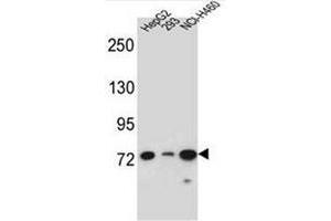 Western blot analysis of LNX2 Antibody (C-term) in HepG2, 293, NCI-H460 cell line lysates (35ug/lane). (LNX2 Antikörper  (C-Term))