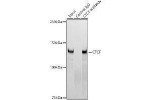 Immunoprecipitation (IP) image for anti-CCCTC-Binding Factor (Zinc Finger Protein) (CTCF) antibody (ABIN7266164)