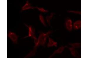 Immunofluorescence (fixed cells) (IF/ICC) image for anti-S100 Calcium Binding Protein A1 (S100A1) (N-Term) antibody (ABIN6264894)